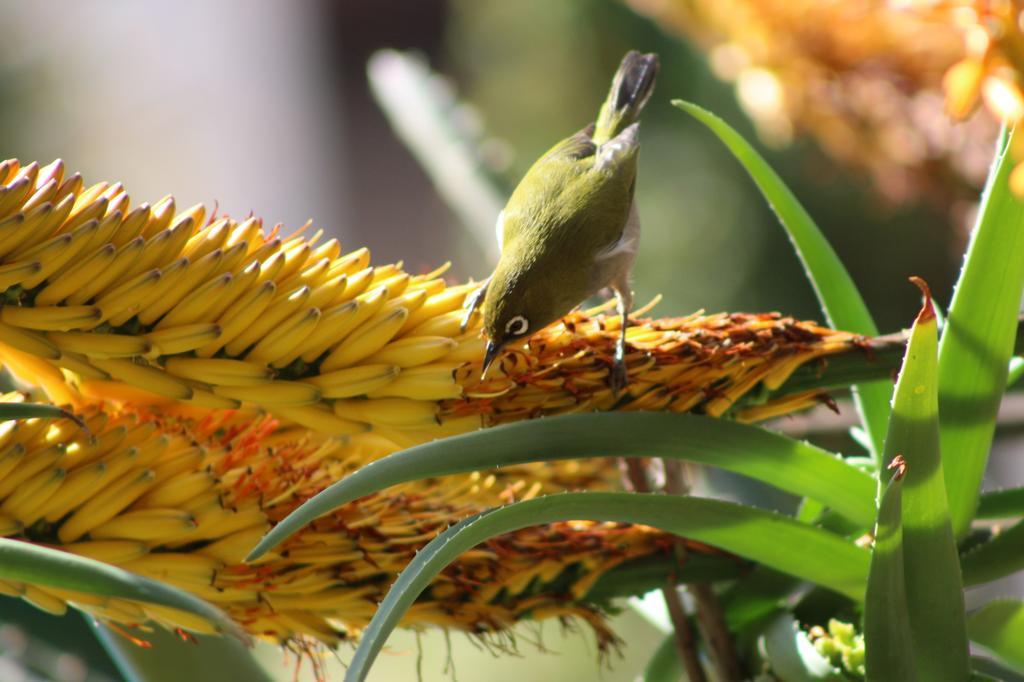 Marula Lodge Swellendam Exteriér fotografie